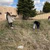 Campus Cleanup, organized by SGA