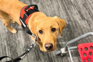 Acacia is in training to be come a graduate from Freedom Service Dogs.