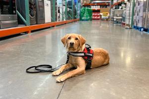 Acacia is in a store practicing to lay down and stay on her leash.